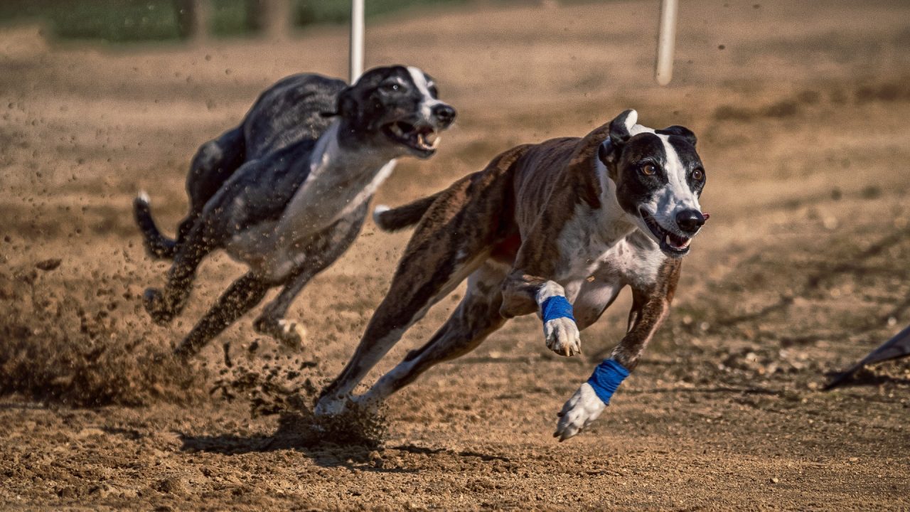 Dog race