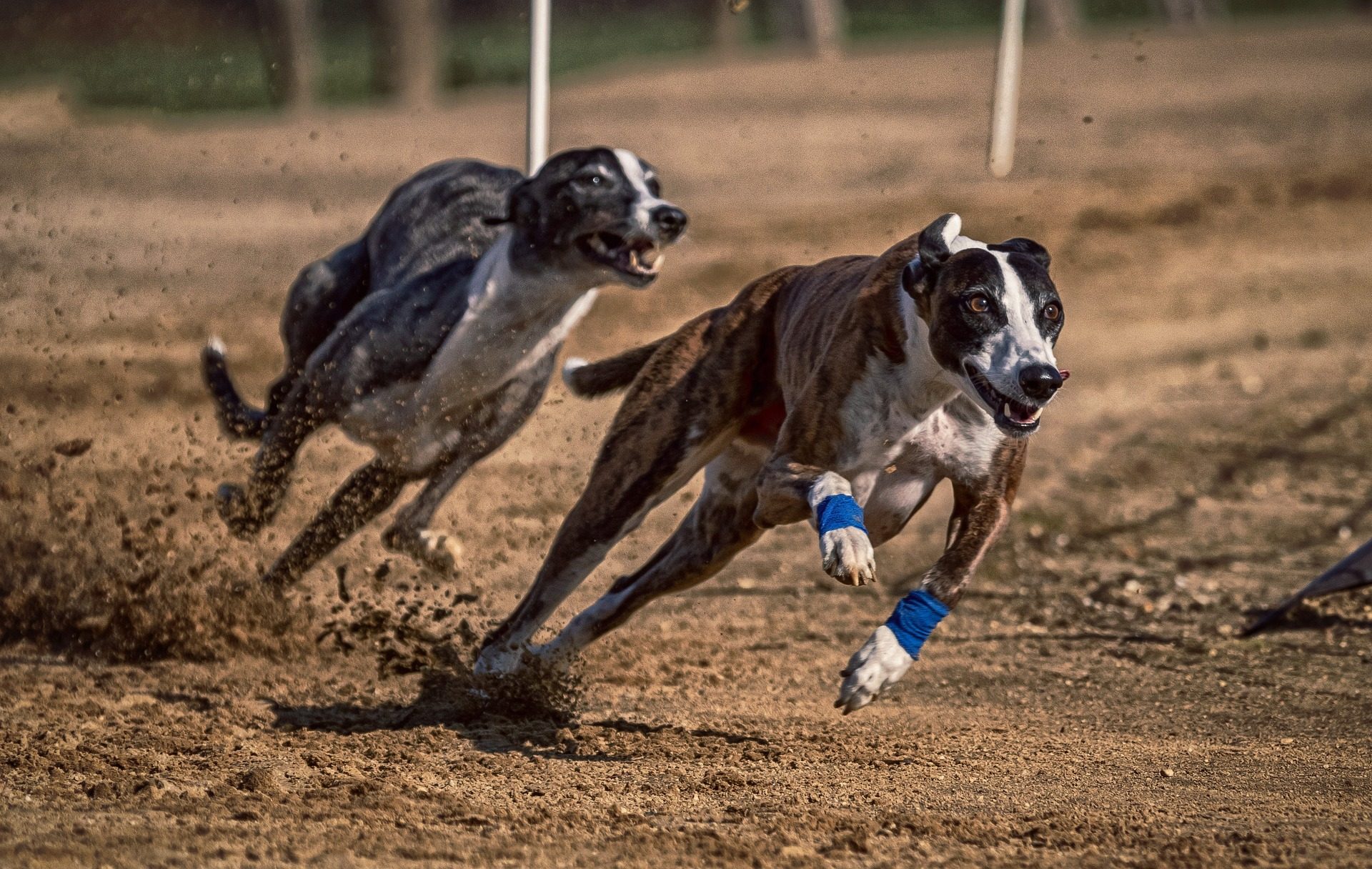 Dog race